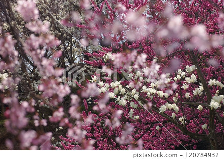 Peach blossoms, white magnolia and winter cherry blossoms 1 120784932