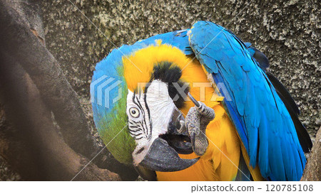 striking blue and yellow macaw or Ara ararauna, a blue and yellow parrot in a detailed close up, the vibrant feathers contrast beautifully with the soft, neutral background, highlighting the bird's 120785108