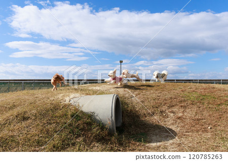 Toy poodles playing in a dog run Toy poodles playing in a dog run 120785263