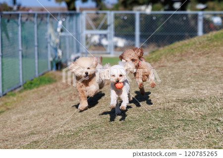 Toy poodle playing with dog run Toy poodle playing with dog run 120785265
