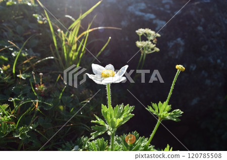 Summer at Mount Chokai, one of Japan's 100 most famous mountains Summer at Mount Chokai, one of Japan's 100 most famous mountains 120785508