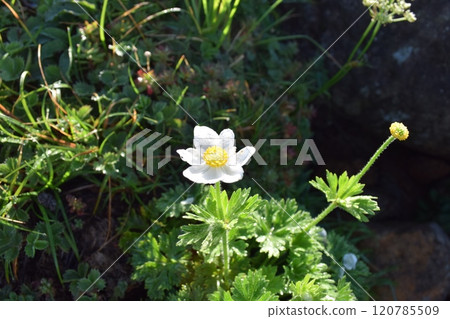 日本夏季名山百選“鳥海山” 120785509