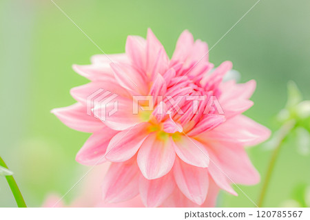 Dahlia 120785567