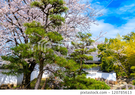 【日本名城百選】岡山縣岡山市北區岡山城、吉野櫻花樹和不知名的大門 120785613