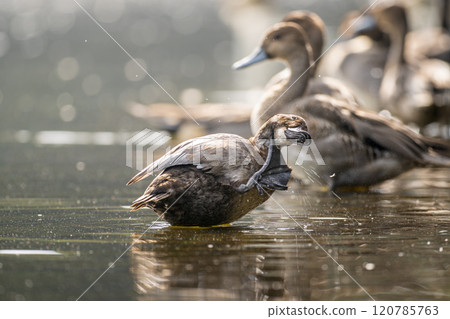 White-crowned night heron at the waterside 120785763
