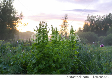 Foggy evening. Rural field with poppy wildflowers. 120785859