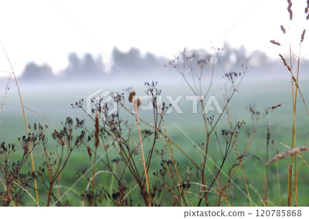 Foggy evening. Rural field with wildflowers. 120785868