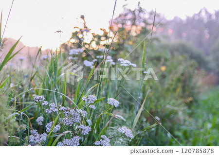 Foggy evening. Rural field with mint plants. 120785878