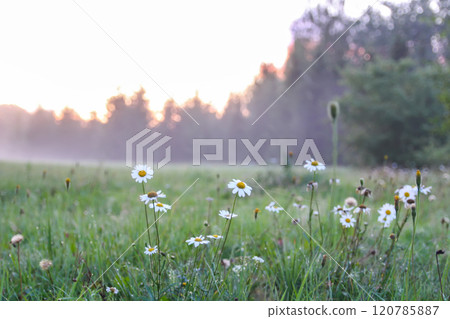 Foggy evening. Rural field with white daisy wildflowers. Foggy evening. Rural field with white daisy wildflowers. 120785887