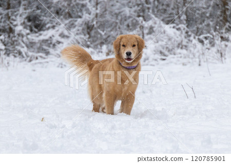 Red golden retriever dog in a winter snowy forest 120785901