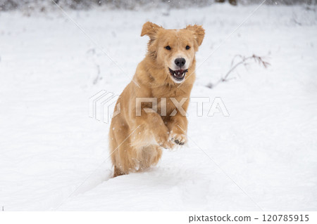 Red golden retriever dog runs in the winter forest playing with snow Red golden retriever dog runs in the winter forest playing with snow 120785915