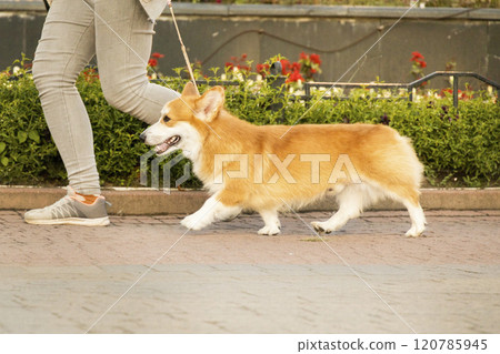Red Welsh Corgi Pembroke runs at a dog show in a green park 120785945