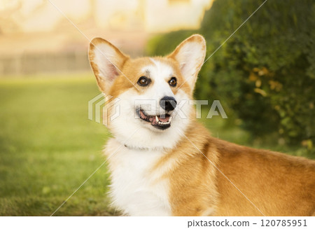 Portrait of a red corgi in a park on green grass early in the morning. The dog smiles 120785951