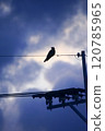 ≪剪影≫ 鳥（烏鴉）棲息在電線上 120785965