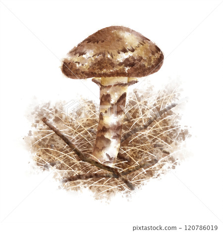 Digital watercolor painting_Matsutake mushrooms growing in a pine forest 120786019