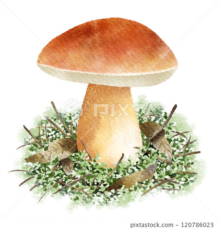 數位水彩畫_野生食用菌Boletus edulis 數位水彩畫_野生食用菌Boletus edulis 120786023
