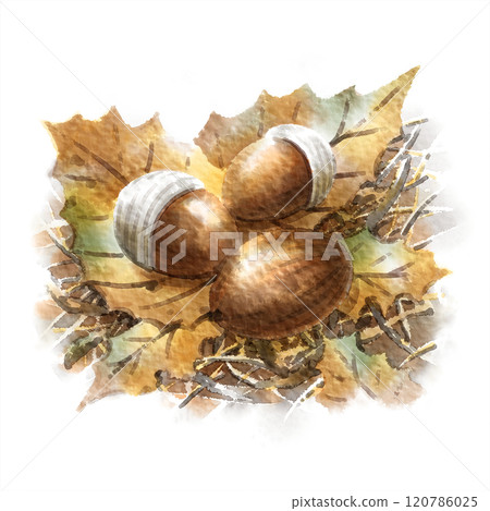 數位水彩畫_落葉上的橡子 120786025
