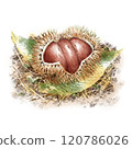 Digital watercolor painting_Chestnuts on fallen leaves 120786026