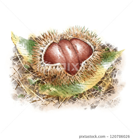 數位水彩畫_落葉上的毛刺 120786026