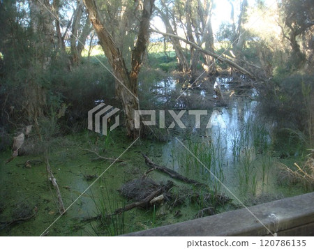 Quiet wetlands and lush trees 120786135