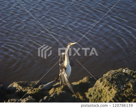 A bird spreading its wings on a rock A bird spreading its wings on a rock 120786139