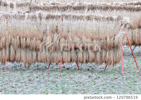 Rice plants hanging on racks 120786519