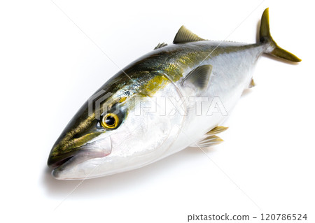 Freshly caught yellowtail Freshly caught yellowtail 120786524