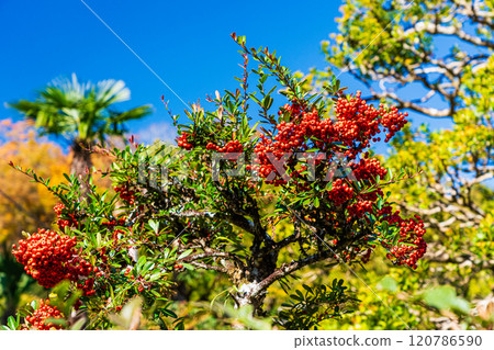 Pyracantha turned red Pyracantha turned red 120786590