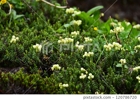 Aonotsugazakura 120786720