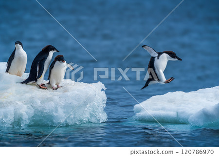 Adelie penguin jumping between two ice floes 120786970
