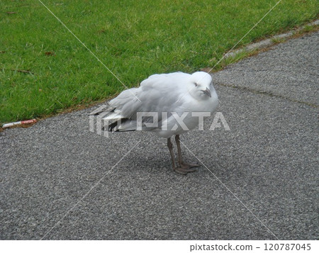 A seagull standing by the grass A seagull standing by the grass 120787045