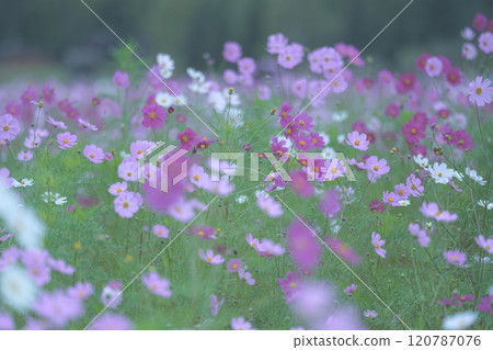 Cosmos Cosmos 120787076