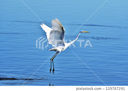 Great Egret flying over the water Great Egret flying over the water 120787291