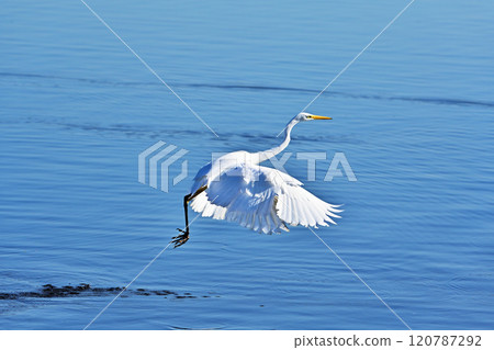 Flying Daisuke Flying Daisuke 120787292