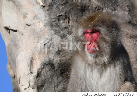 Japanese macaques Japanese macaques 120787356