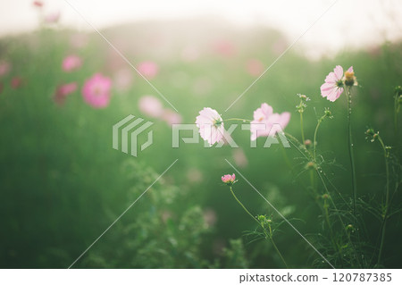 Falling Cosmos 120787385