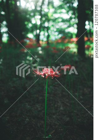 A single spider lily (vertical) A single spider lily (vertical) 120787388