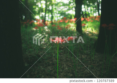 A cluster amaryllis A cluster amaryllis 120787389