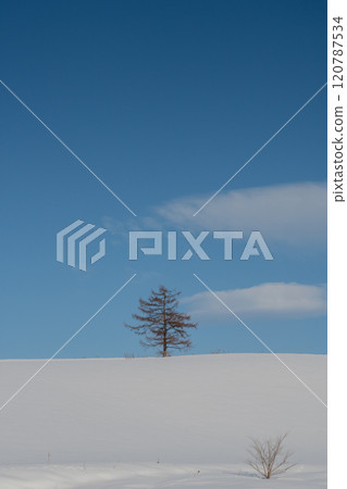 Pine trees on a snowy hill on a sunny winter day 120787534