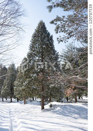 冬季公園積雪的樹木和步道 冬季公園積雪的樹木和步道 120787539