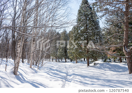 冬季公園積雪的樹木和步道 120787540