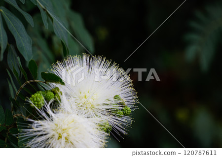 卡蓮德拉 04 卡蓮德拉 04 120787611