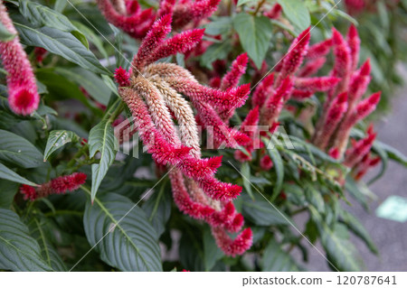 紅色雞冠花 120787641