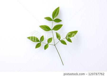 南方的天空葉子 120787762