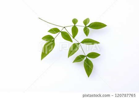 Southern sky leaves 120787765