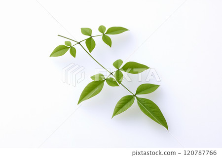 南方的天空葉子 120787766