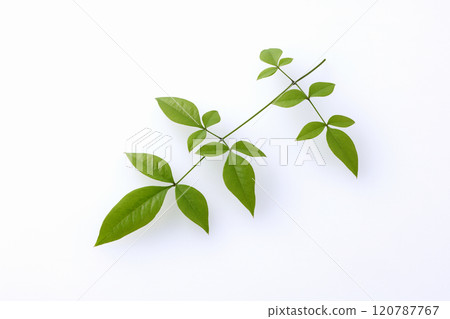 南方的天空葉子 120787767