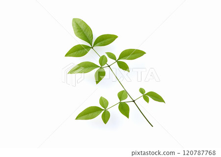 Southern sky leaves 120787768
