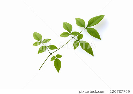 Southern sky leaves Southern sky leaves 120787769