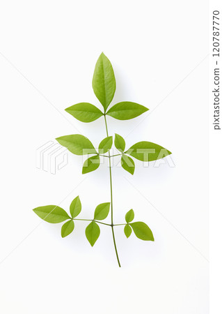 Southern sky leaves Southern sky leaves 120787770